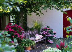 Wooden bench under Tilia (lime), Hydrangea (hydrangea), Hosta