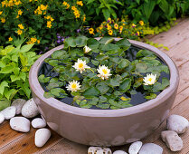 Bowl with Nymphaea tetragona 'Alba' (dwarf sea-rose)