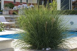 Cortaderia selloana 'White Feather' (Pampas grass)