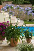 Agapanthus africanus (African Jewel Lily), Salvia