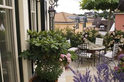 Shady terrace with rhododendron (alpine rose), hydrangea