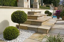 Buxus (boxwood), stem and ball next to stairs in gravel