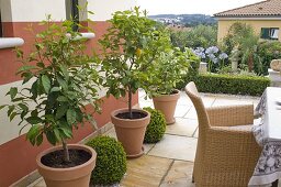 Citrus limon (lemons) in tubs, Buxus (box) balls