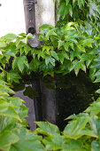 Stone water barrel at the downpipe with opened water collector