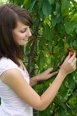 Young woman picking sweet cherries