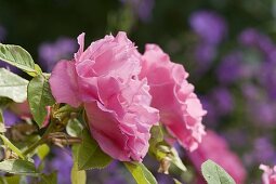 Rosa 'Zéphirine Drouhin', syn 'Belle Dijonnaise', 'Charles Bonnet'