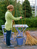 Weaving willow as a climbing aid for Thunbergia (2/15)