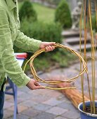 Willow as a trellis aid for Thunbergia lichens