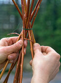 Willow as a trellis aid for Thunbergia lichens