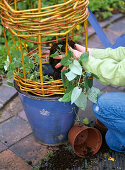 Weaving willow as a climbing aid for Thunbergia (14/15)