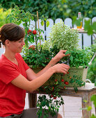 Box 'Bella Italia' with Ocimum 'Pesto Perpetuo', 'Big Green Genoveser'.