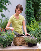 Plant the herb basket