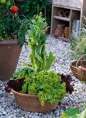 Lohas series: Terracotta dish with lactuca (lettuce), shot through brassica rapa (Chinese cabbage)