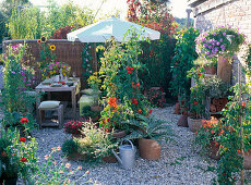 Lohas-Serie: Terrasse mit Lycopersicon (Tomaten), Cynara (Artischocke), Phaseolus (Bohnen), Lathyrus odoratus (Duftwicken), Balkonblumen, Kräutern, Tisch und Bänken, Sonnenschirm