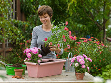 Rosa angesprühten Kasten bepflanzen (2/5)