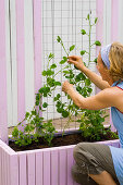 Build box with trellis as privacy screen