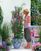 Lathyrus odoratus (sweet pea) in pink and purple containers