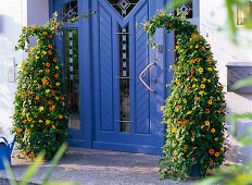 Blauer Hauseingang mit Thunbergia alata (Schwarzäugiger Susanne)