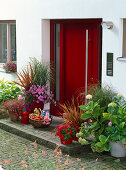 Red front door, Phormium 'Jester' (New Zealand flax)