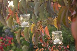 Kleine Gläser als Windlichter aufgehängt an Prunus (Zierkirsche)