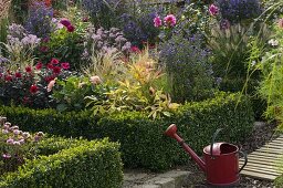 Herbstbeet, Aster (Herbstaster), Dahlia (Dahlia), Pennisetum