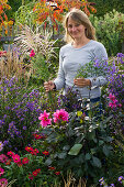 Frau pflückt Aster (Herbstastern) und Miscanthus (Chinaschilf)