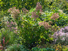 Mann pflanzt Strauchhortensie (4/4)