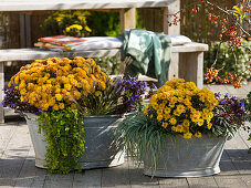 Alte Zinkwannen bepflanzt mit Chrysanthemum