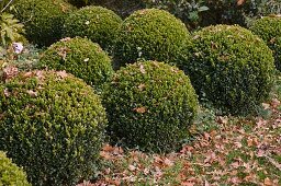 Buxus (boxwood ball) with autumn leaves in the garden