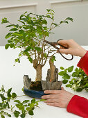 Cut back the room bonsai