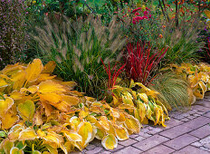 Perennials and grasses: Hosta (Funkien), Pennisetum