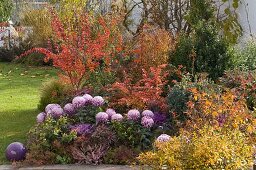 Autumn border with Chrysanthemum grandiflorum (Autumn Chrysanthemum)