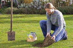 Crocus bulbs lay under the lawn