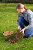 Put crocus onions under the grass