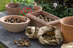 Putting green onions in pots in autumn