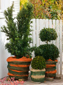 Winter protection for evergreen trees on the balcony