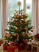 Abies nobilis (Nobilistanne) as Christmas tree