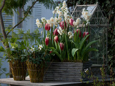 Narcissus 'Bridal Crown' (Narzissen), Tulipa 'Leen van der Mark'