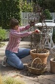 Frau schneidet Clematis im Kübel im Frühling stark zurück (1/2)