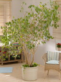 Prune Ficus benjamina (birch fig) (1/5)