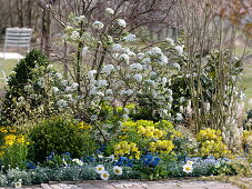 Spring border with Viburnum x burkwoodii (scented snowball)