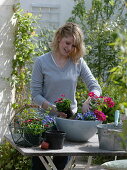 Bowl planted in pink and light blue 2/5