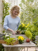 Plant wooden box with yellow and white flowers