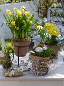 Narcissus 'Tete a Tete' (Daffodils), Primula elatior (Primrose) in terracotta