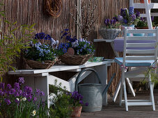 Baskets planted with Viola cornuta (horned violet), Crocus vernus