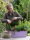 Pink Wooden box with Calluna 'Garden Girls' (Budding summer heather)