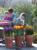 Hyacinthus 'Kronos', Tulipa 'Flair', Erysimum 'Bronze'