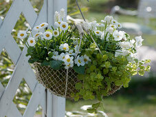 Wire basket planted with white spring flowers