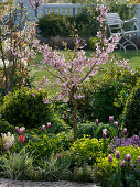 Prunus subhirtella (Schneekirsche), Buxus (Buchs), Erysimum (Goldlack)