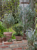 Rosmarinus officinalis (Rosemary) in terracotta pots